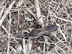 Sphecidae