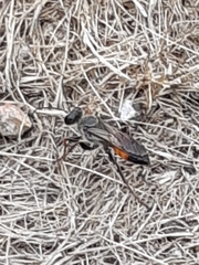 Sphecidae