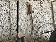 Darevskia chlorogaster