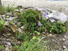 Adenophora remotiflora