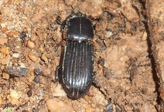 Passalus