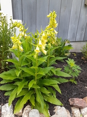 Digitalis grandiflora