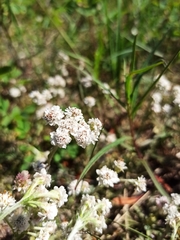 Antennaria dioica