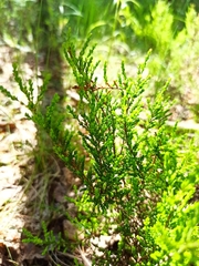 Calluna vulgaris