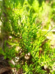 Calluna vulgaris