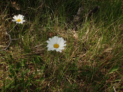 Leucanthemum heterophyllum