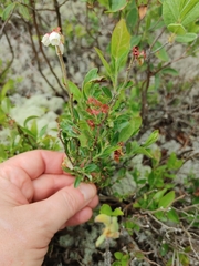Vaccinium myrtilloides image
