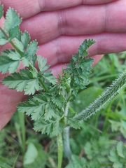 Daucus carota