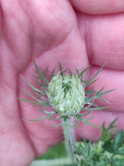 Daucus carota