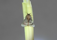 Brachycodilla carmen
