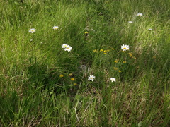 Leucanthemum heterophyllum
