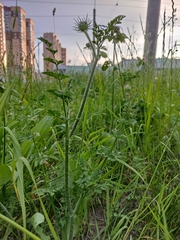 Daucus carota
