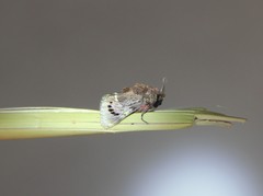 Brachycodilla carmen