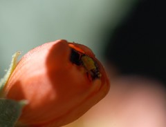 Macroteropsis
