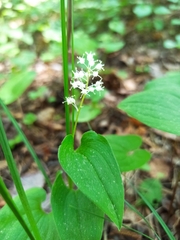 Maianthemum bifolium