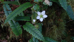 Rubus parvus