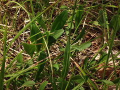 Leucanthemum heterophyllum