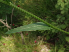 Leucanthemum heterophyllum