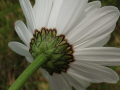 Leucanthemum heterophyllum