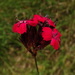 Dianthus carthusianorum sanguineus - Photo (c) Christian Berg, some rights reserved (CC BY), uploaded by Christian Berg