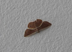 Opisthoxia
