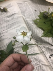 Fragaria moschata
