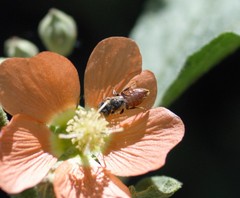 Macroteropsis