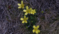 Ranunculus multiscapus