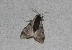 Dysschema subapicalis