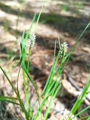 Carex