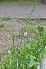 Phleum pratense