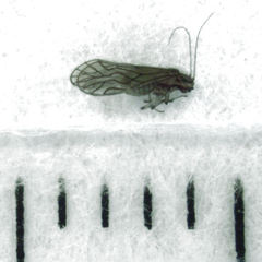 Austropsocus hyalinus
