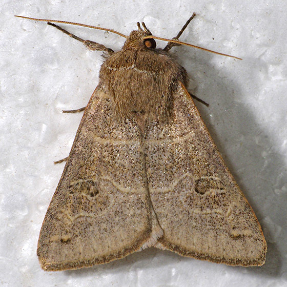 Cissusa mucronata
