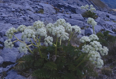 Anisotome pilifera