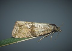 Celypha
