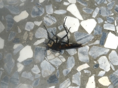 Microstylum oberthurii