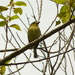 Yellow-breasted Flycatcher - Photo (c) Luis G Restrepo, some rights reserved (CC BY-NC), uploaded by Luis G Restrepo