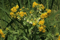 Tephroseris palustris