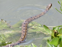 Nerodia rhombifer