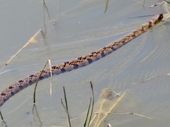Nerodia rhombifer