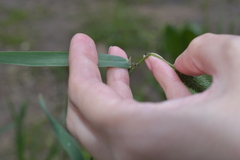 Phleum pratense