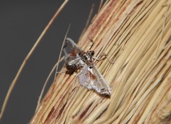 Neoleucinodes elegantalis