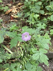 Geranium × oxonianum