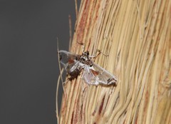 Neoleucinodes elegantalis
