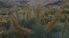 Aciphylla glaucescens
