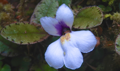 Mazus radicans