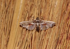 Neoleucinodes elegantalis