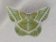Dichorda iridaria