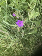 Geranium palustre