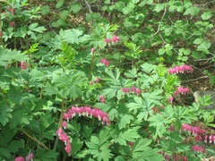 Lamprocapnos spectabilis